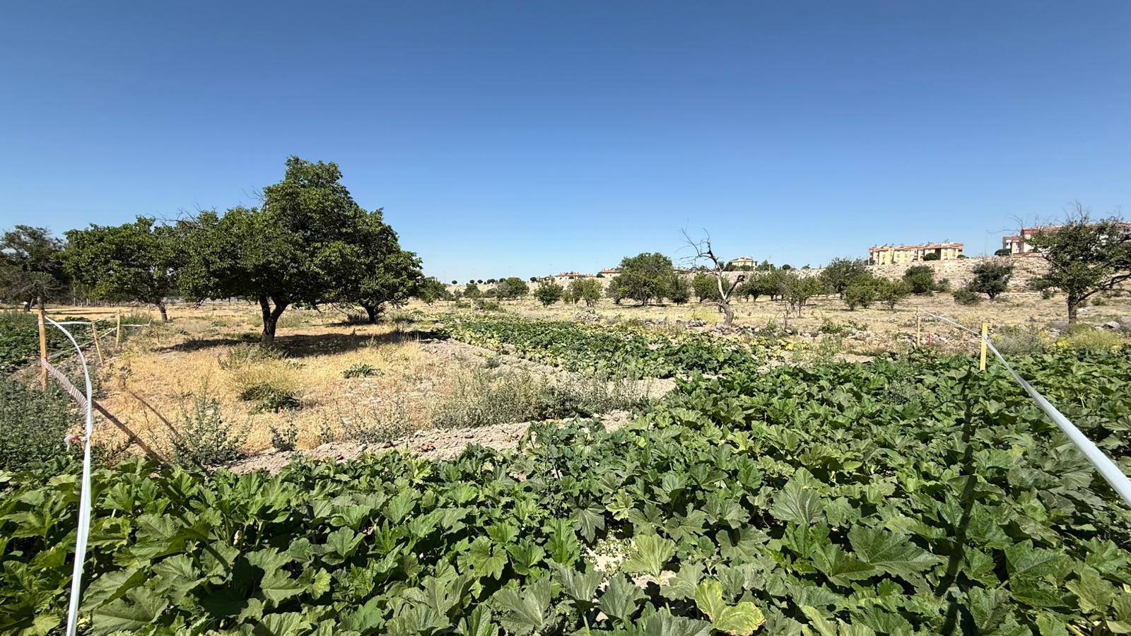 KAYSERİ DEVELİ GÜNEYAŞAĞI MAHALLESİ BİLEÇ MEVKİİNDE SATILIK BAHÇE